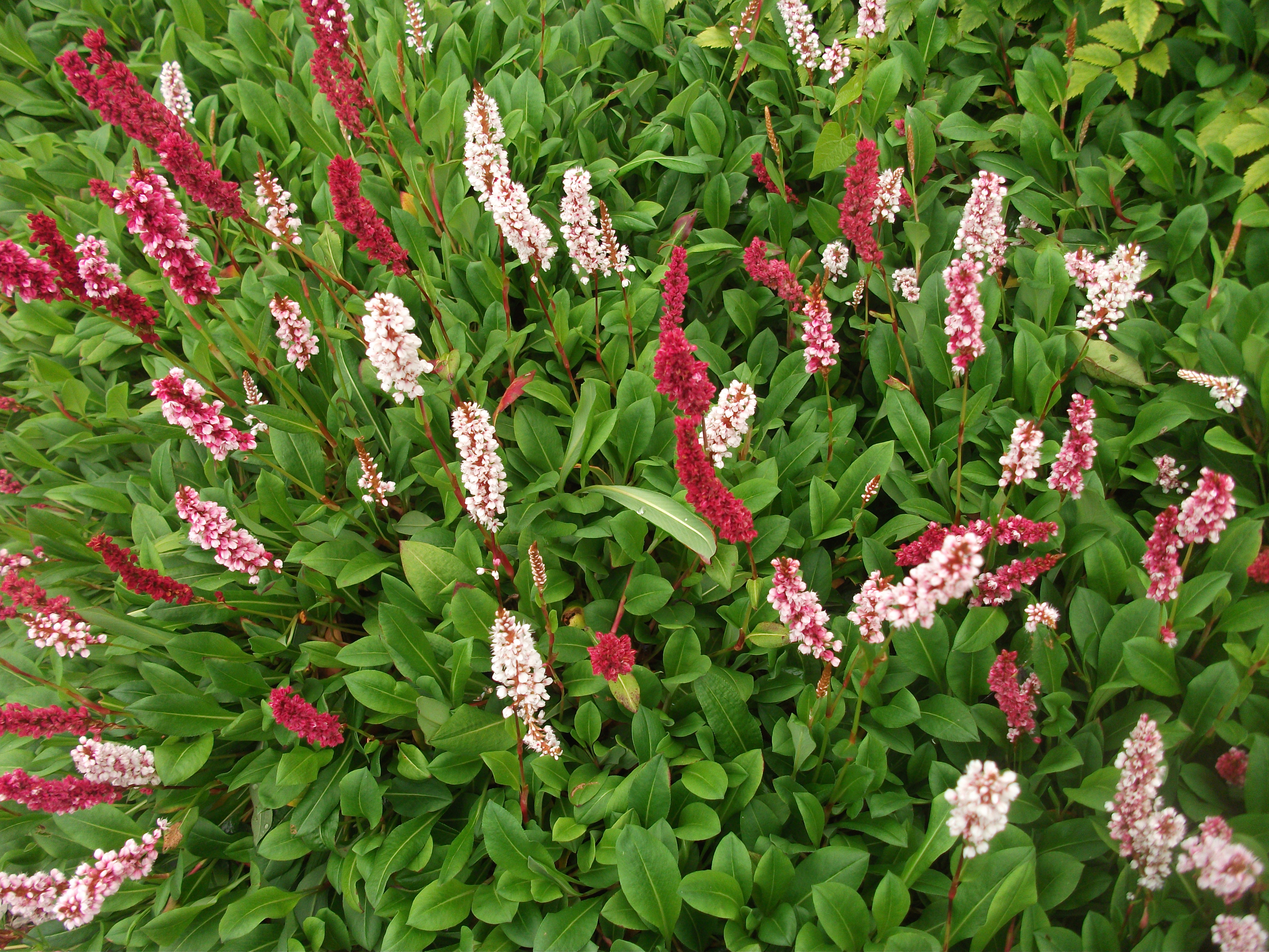 dybtgående tredobbelt Infrarød Persicaria affinis “Darjeeling Red” – Himalayan Knotweed |  ontheedgegardening